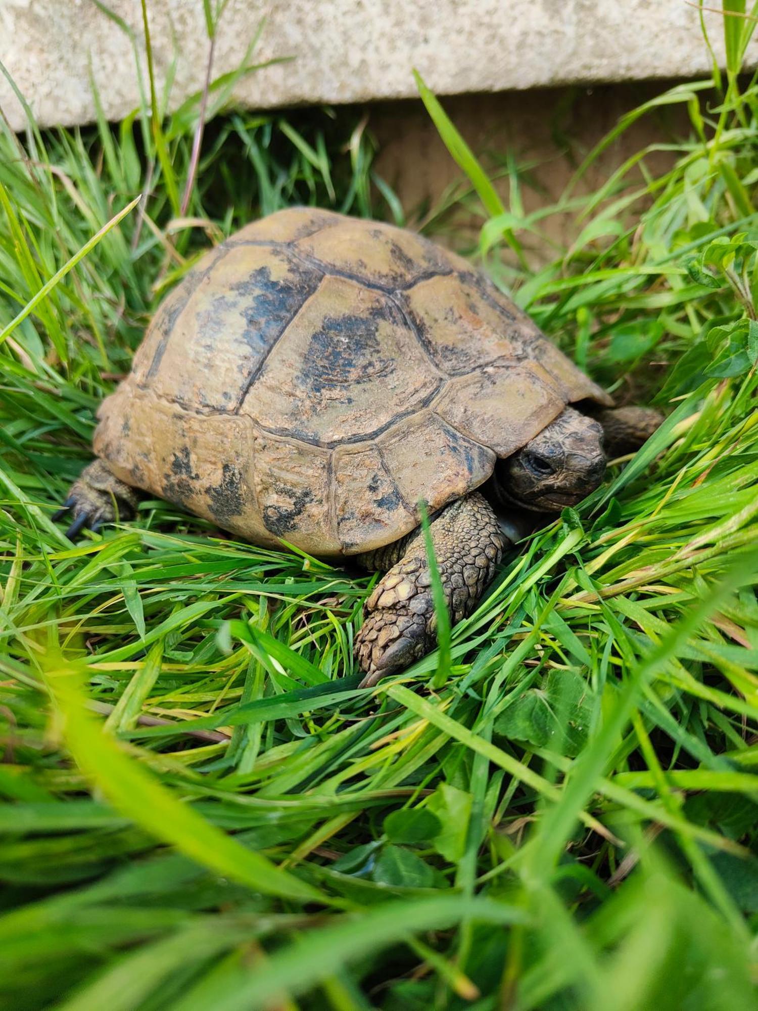 Le Gite De La Tortue バイユー エクステリア 写真